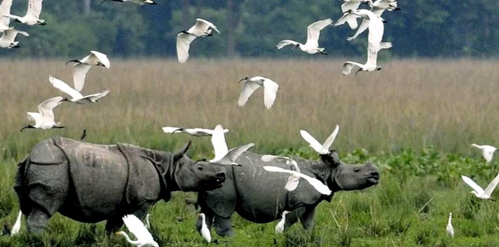 Kaziranga Tour Subhyatraa