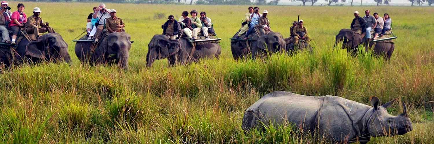 kaziranga national park tour