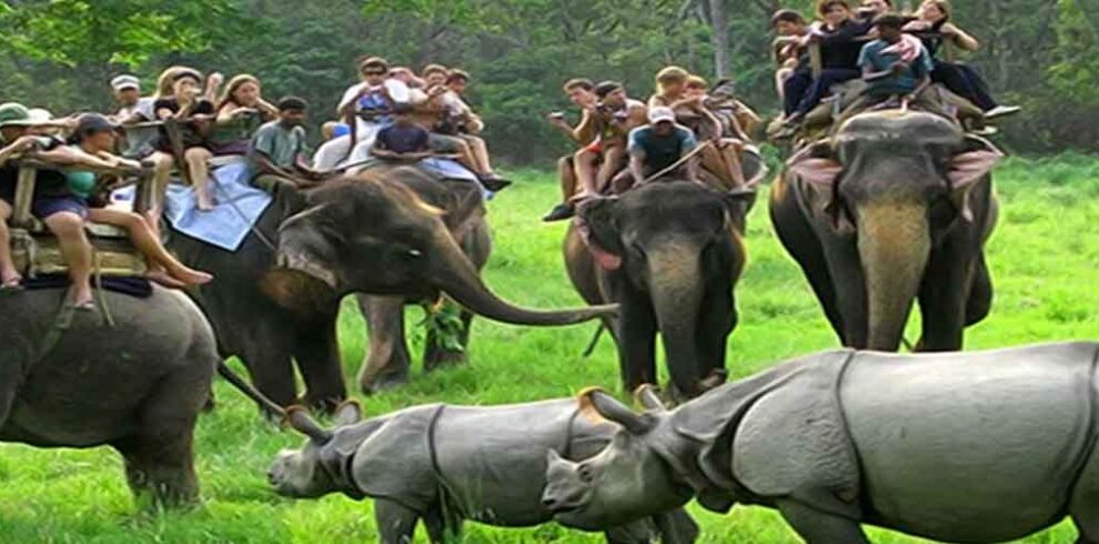 Kaziranga Jungle Safari Tour